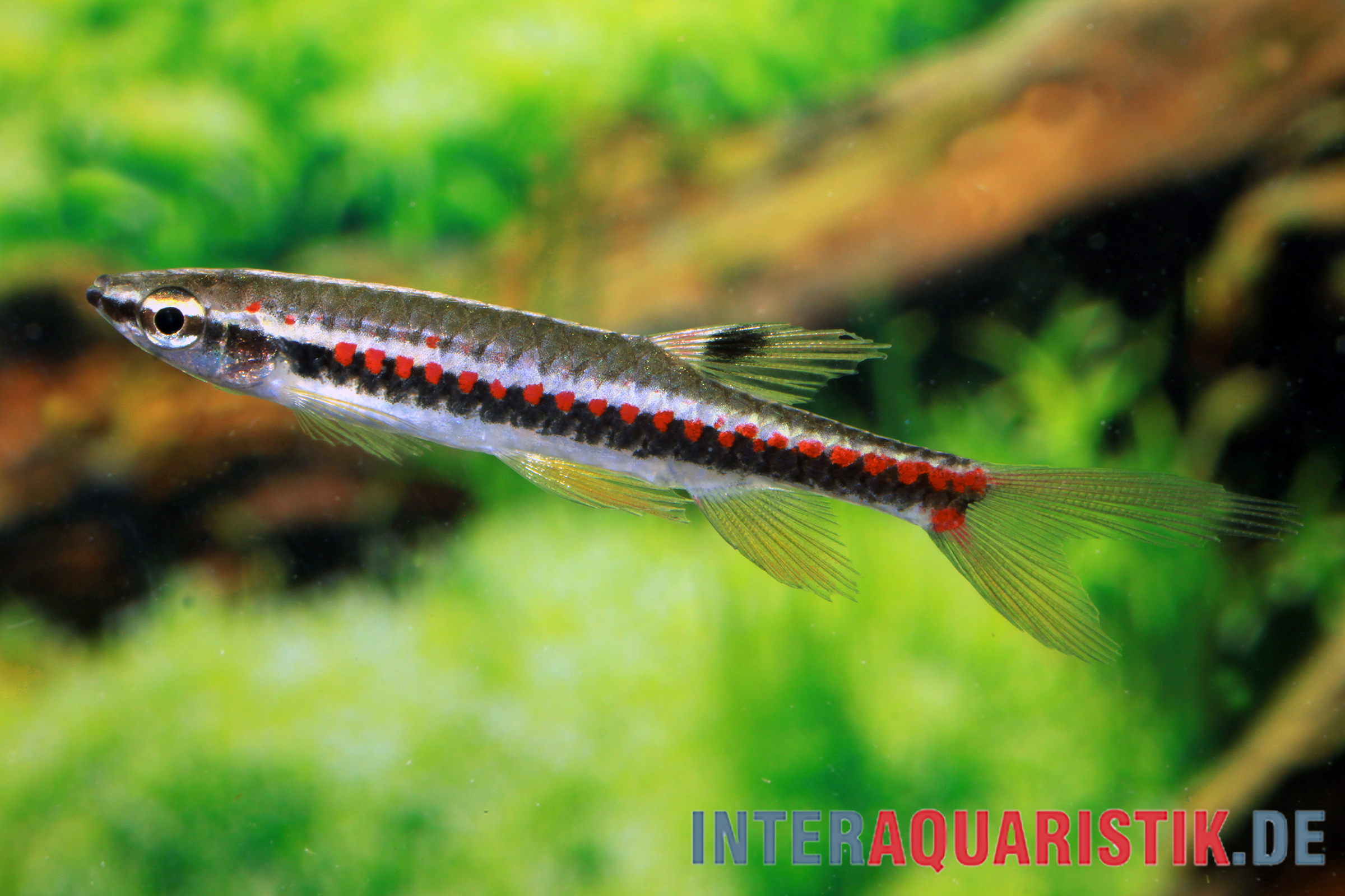 Schlanker Zierfisch mit roter Tupfenreihe im Aquarium